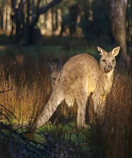 The Smart Kangaroo