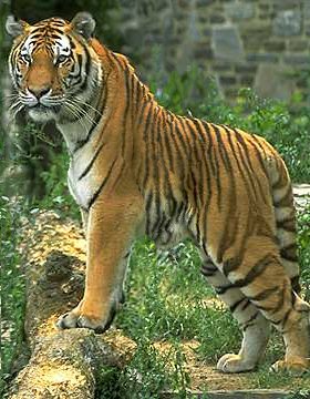 The Smart Tiger